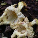 Buy Katsagon, Marodphali, zihhaw, Fernandoa adenophylla , 
Bignonia adenophylla, Haplophragma adenophyllum, Spathodea 
adenophylla - Live Plant online shopping for sale