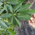 Buy Bombax malabarica - Live Plant Online Shopping for Sale