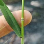Buy Bottle brush grass - Live Plant Online Shopping for Sale