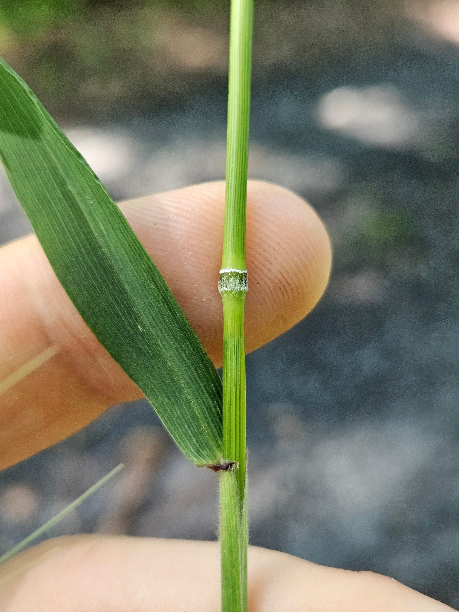 37120-bottle-brush-grass.jpg Buy Bottle brush grass - Live Plant Online Shopping for Sale - Image 1