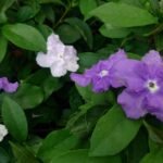 Buy Brunfelsia calycina - Live Plant Online Shopping for Sale