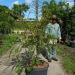 Buy Brya ebenus - Live Plant Online Shopping for Sale