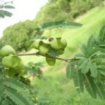 Buy Caesalpinia coriaria - Live Plant Online Shopping for Sale