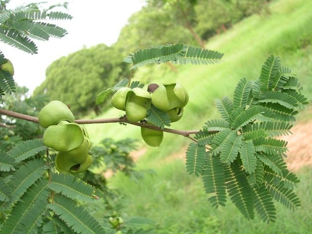 37128-caesalpinia-coriaria.jpg Buy Caesalpinia coriaria - Live Plant Online Shopping for Sale - Image 1
