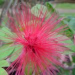 Buy Calliandra emarginata - Live Plant Online Shopping for Sale