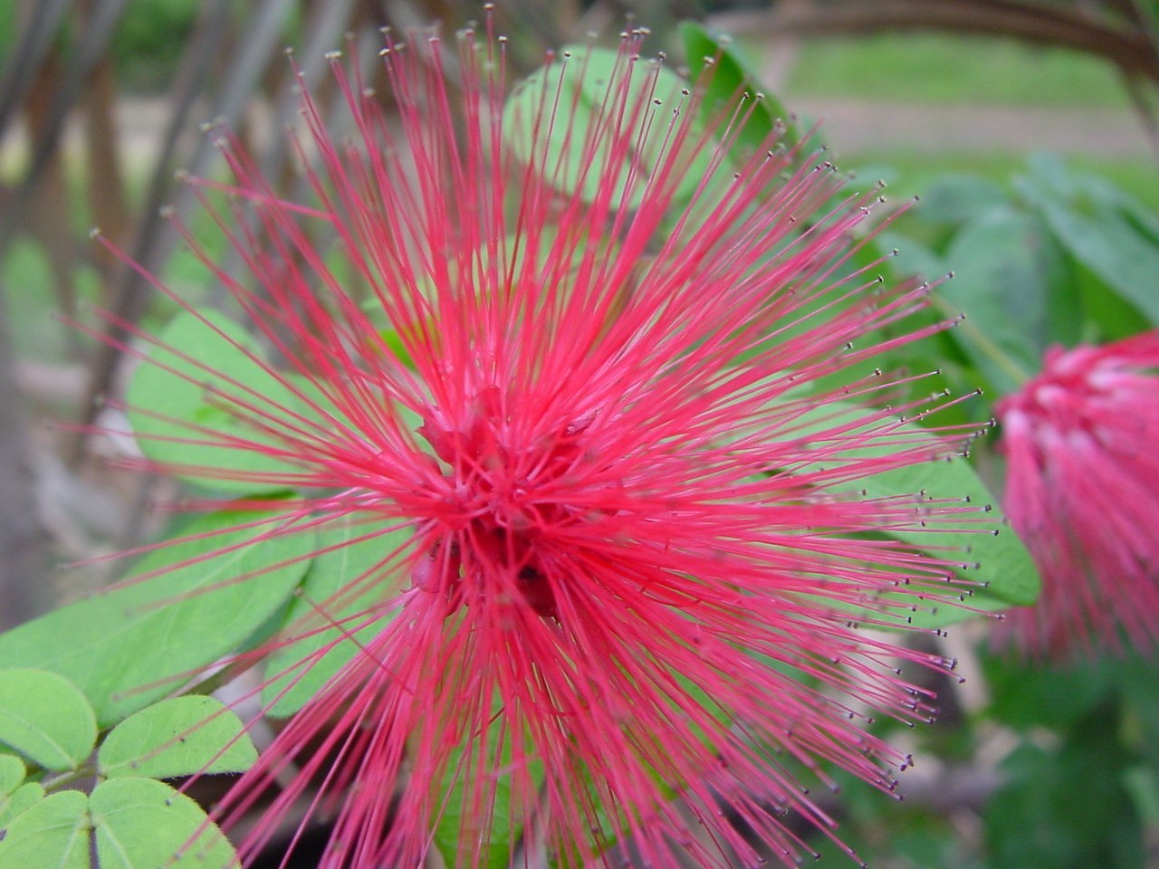 37133-calliandra-emarginata.jpg Buy Calliandra emarginata - Live Plant Online Shopping for Sale - Image 1