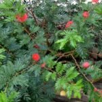 Buy Calliandra haematocephala - Live Plant Online Shopping for 
Sale