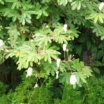 Buy Calliandra portoricensis - Live Plant Online Shopping for 
Sale