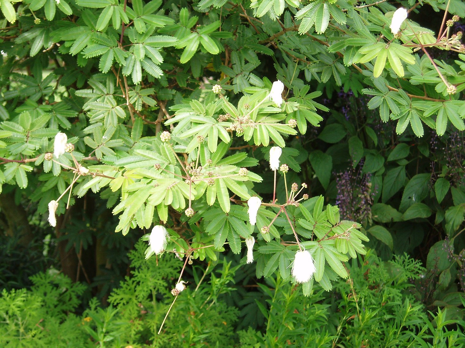 37135-calliandra-portoricensis.jpg Buy Calliandra portoricensis - Live Plant Online Shopping for
Sale - Image 1