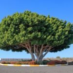 Buy Ficus microcarpa - Live Plant Online Shopping for Sale