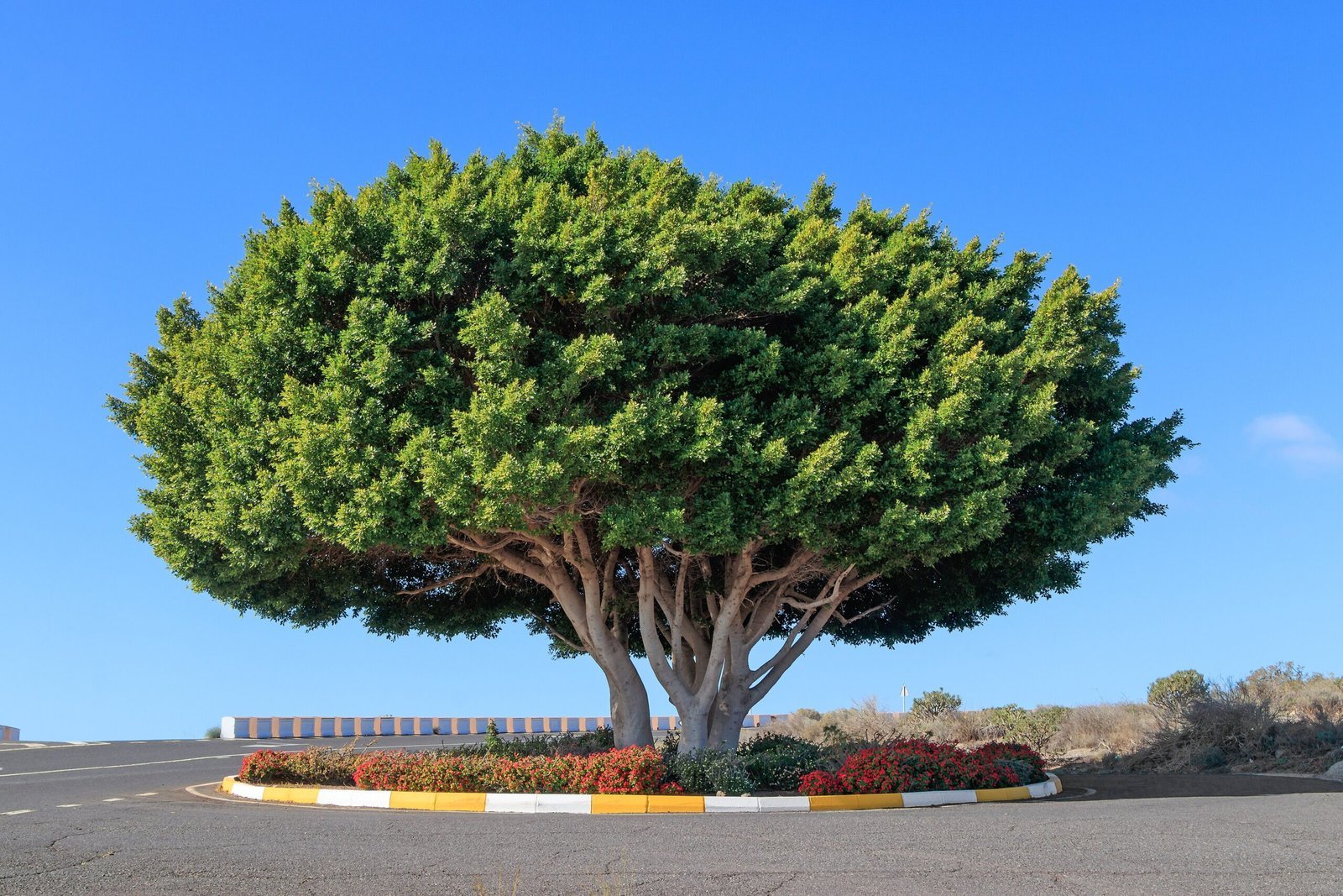 3840px-Ficus_microcarpa_-_La_Gomera_01-scaled-1.jpg Buy Ficus microcarpa - Live Plant Online Shopping for Sale - Image 1