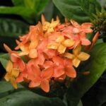 Buy Ixora coccinea Orange - Live Plant Online Shopping for Sale