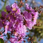 Buy Lagerstroemia lancasteri - Live Plant Online Shopping for 
Sale