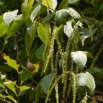Buy Allophylus cobbe - Live Plant Online Shopping for Sale