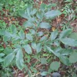 Buy Amorphophallus sylvaticus - Live Plant Online Shopping for 
Sale