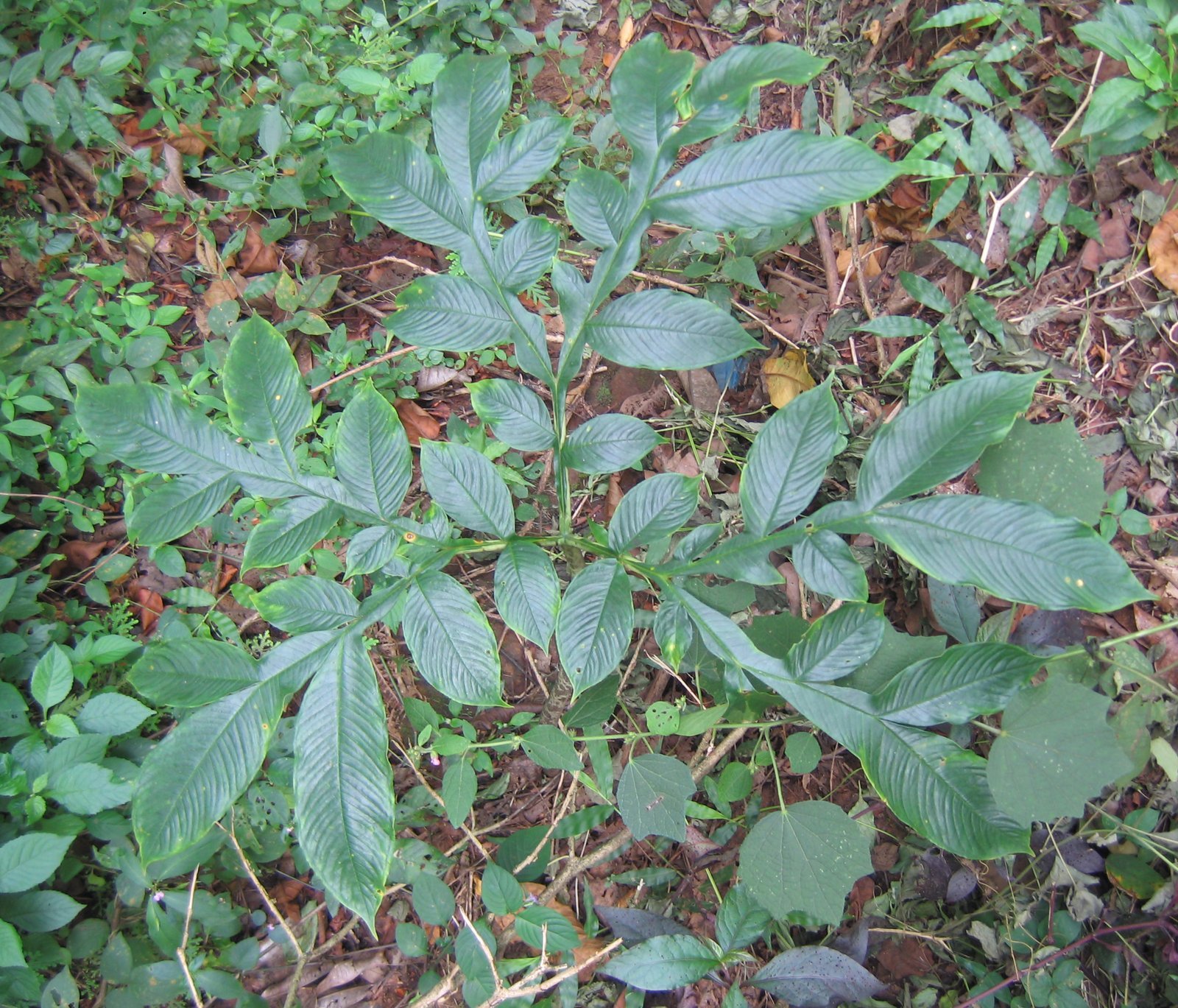 42164-amorphophallus-sylvaticus.jpg Buy Amorphophallus sylvaticus - Live Plant Online Shopping for
Sale - Image 1