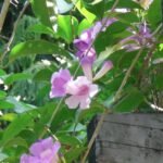 Buy Anemopaegma chamberlaynii - Live Plant Online Shopping for 
Sale