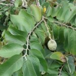 Buy Annona cherimola - Live Plant Online Shopping for Sale