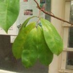 Buy Annona muricata - Live Plant Online Shopping for Sale