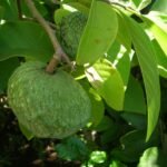 annona squamosa