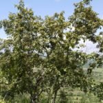 Buy Anogeissus latifolia - Live Plant Online Shopping for Sale