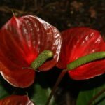 Buy Anthuriums sp - Live Plant Online Shopping for Sale