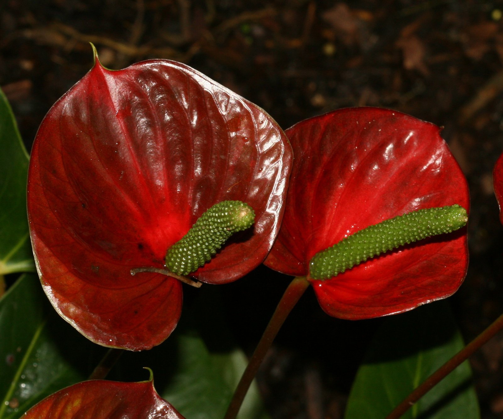 42171-anthuriums-sp.jpg Buy Anthuriums sp - Live Plant Online Shopping for Sale - Image 1