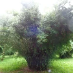 Buy Bamboo - Multiplex - Live Plant Online Shopping for Sale