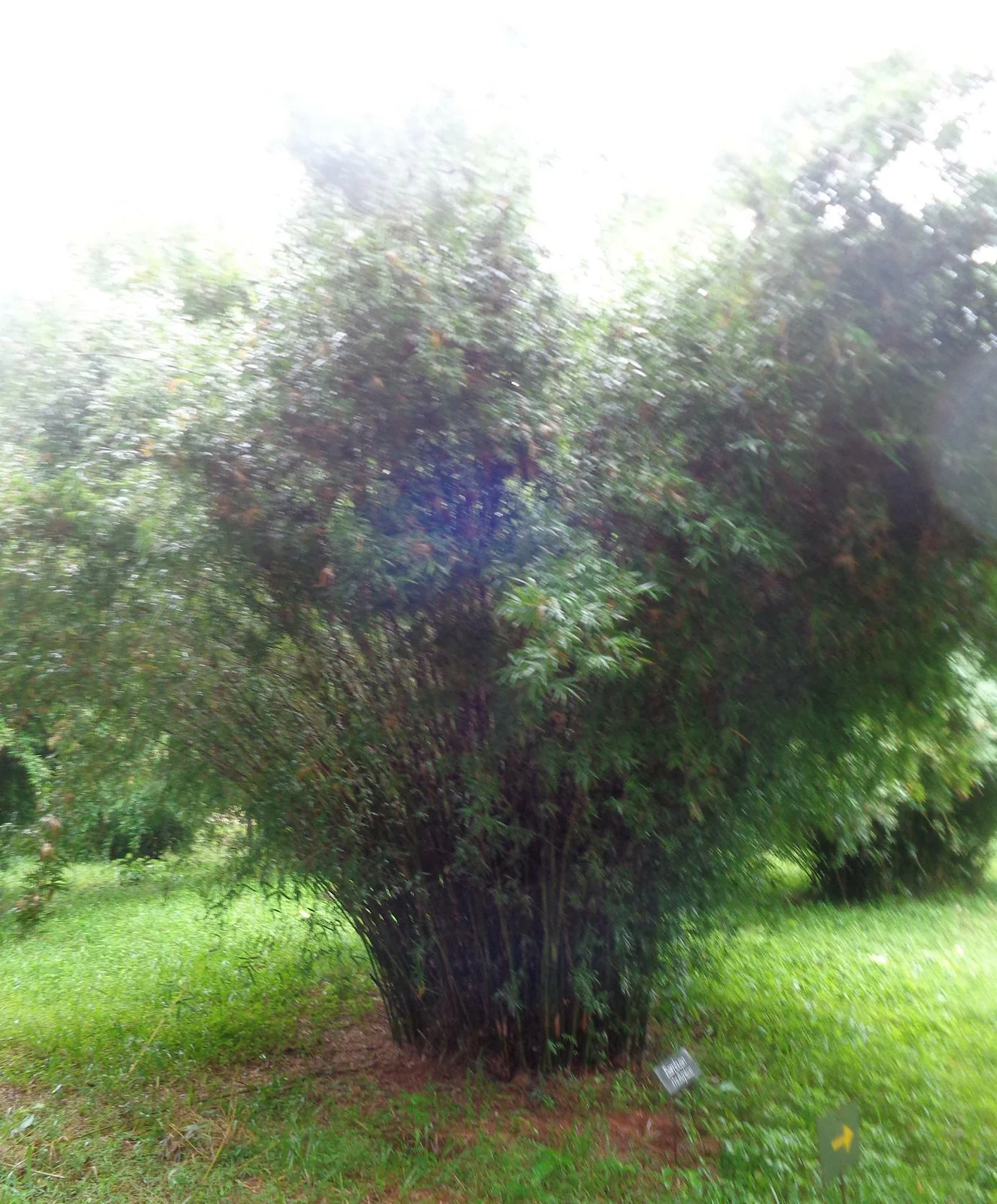 42190-42190-temp-1.webp Buy Bamboo - Multiplex - Live Plant Online Shopping for Sale - Image 1