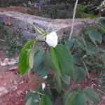 Buy Bauhinia alba - Live Plant Online Shopping for Sale