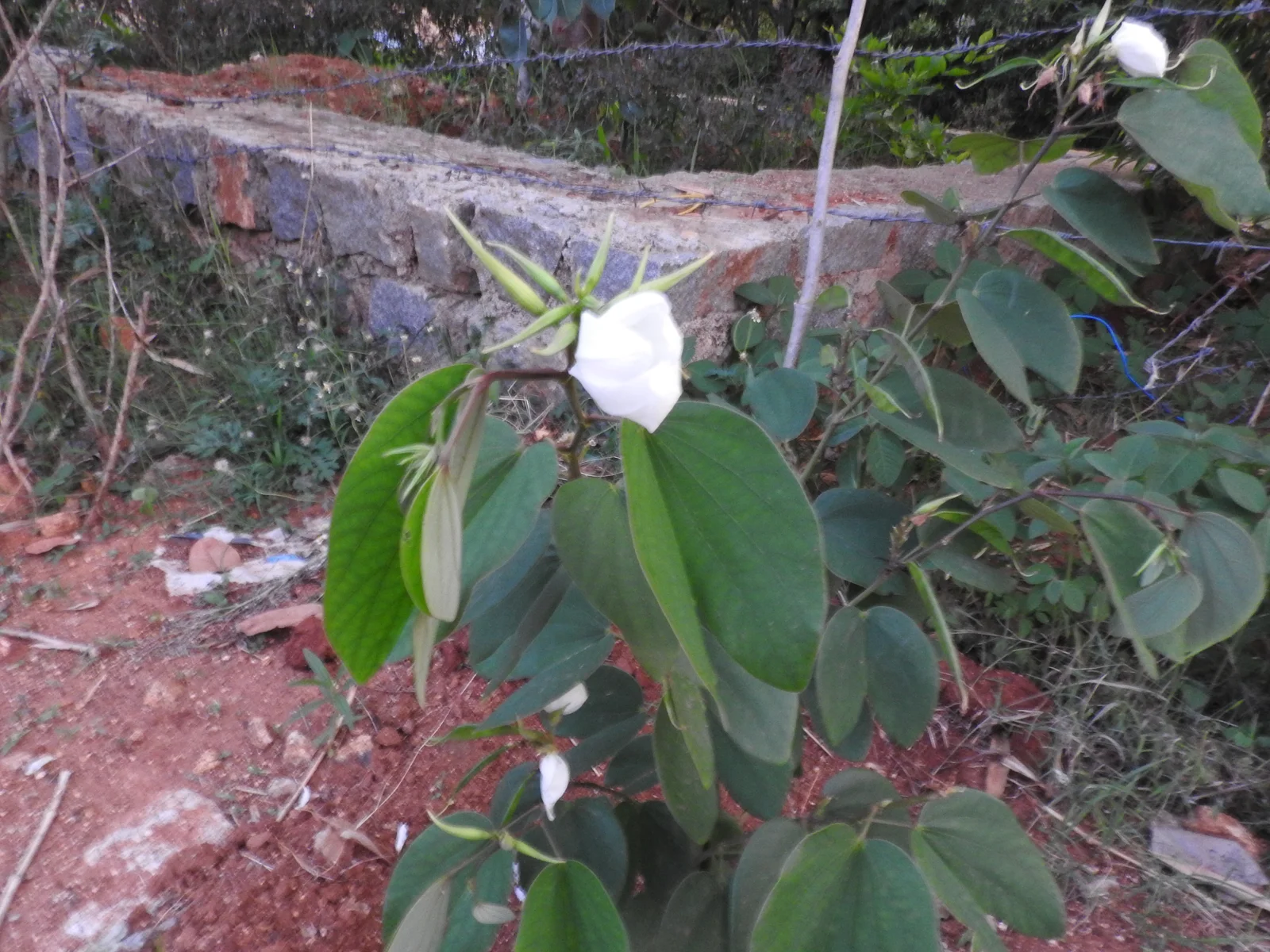 42195-42195-temp-1.webp Buy Bauhinia alba - Live Plant Online Shopping for Sale - Image 1
