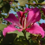 Buy Bauhinia blakena - Live Plant Online Shopping for Sale