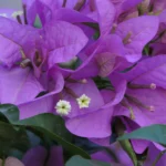 Buy Bougainvillea sp - Live Plant Online Shopping for Sale