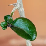 Buy Bougainvillea sp - Pink - Live Plant Online Shopping for Sale