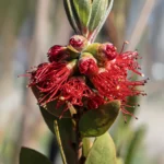 Buy Callistemon citrinus - Live Plant Online Shopping for Sale