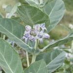 Buy Calotropis gigantea - Live Plant Online Shopping for Sale