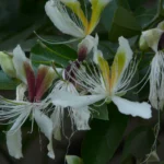 Buy Capparis brevispina - Live Plant Online Shopping for Sale