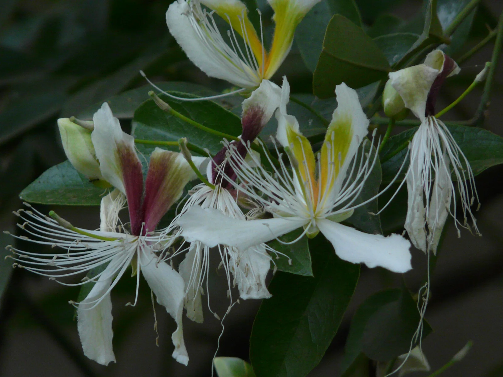 42205-42205-temp-1.webp Buy Capparis brevispina - Live Plant Online Shopping for Sale - Image 1