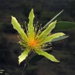 Buy Capparis divaricata, pakhida, malai thoratti, spreading 
caper- Live Plant Online Shopping for Sale
