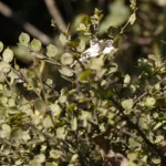 Buy Capparis rotundifolia - Live Plant Online Shopping for Sale