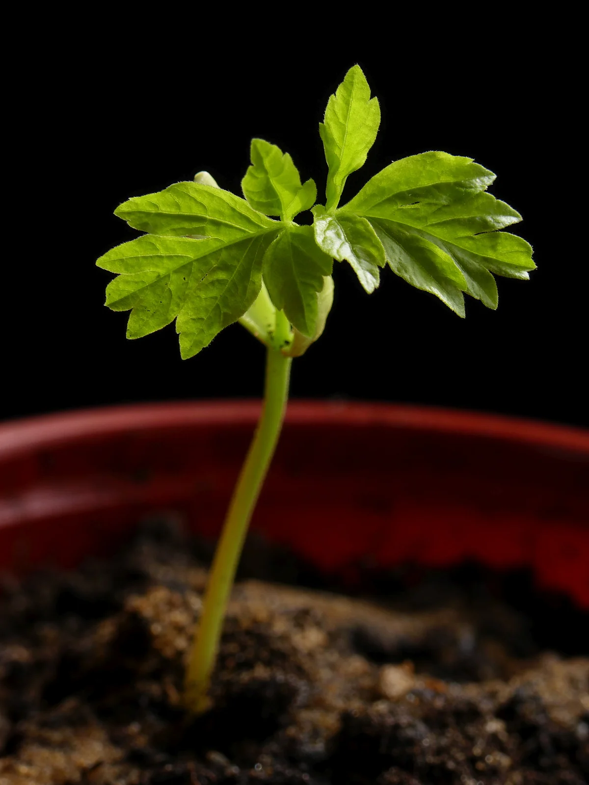42208-42208-temp-1.webp Buy Cardiospermum halicacabum, Balloon Vine, Mudakathan,
agniballi, Jyotishmati, mudakaruthan,
முடக்கத்தான்,
ज्योतिषमती - Live plant online shopping for
sale - Image 1