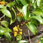 Buy Casearia elliptica - Live Plant Online Shopping for Sale