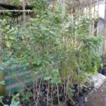 Buy Clerodendrum inerme, Sangam kuppi, சங்கம் குப்பி, பீநாறிச்சங்கு - Live plant online shopping for sale