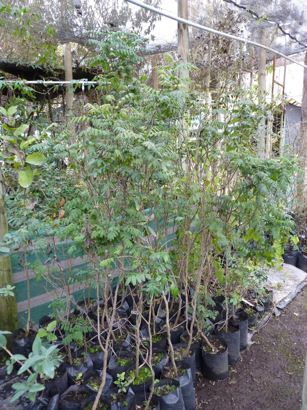 42212-42212-temp-2.webp Buy Cassia biflora - Live Plant Online Shopping for Sale - Image 1