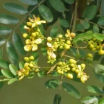 Buy Cassia siamea - Live Plant Online Shopping for Sale