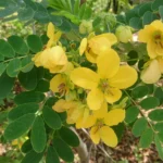 Buy Cassia surattensis - Live Plant Online Shopping for Sale