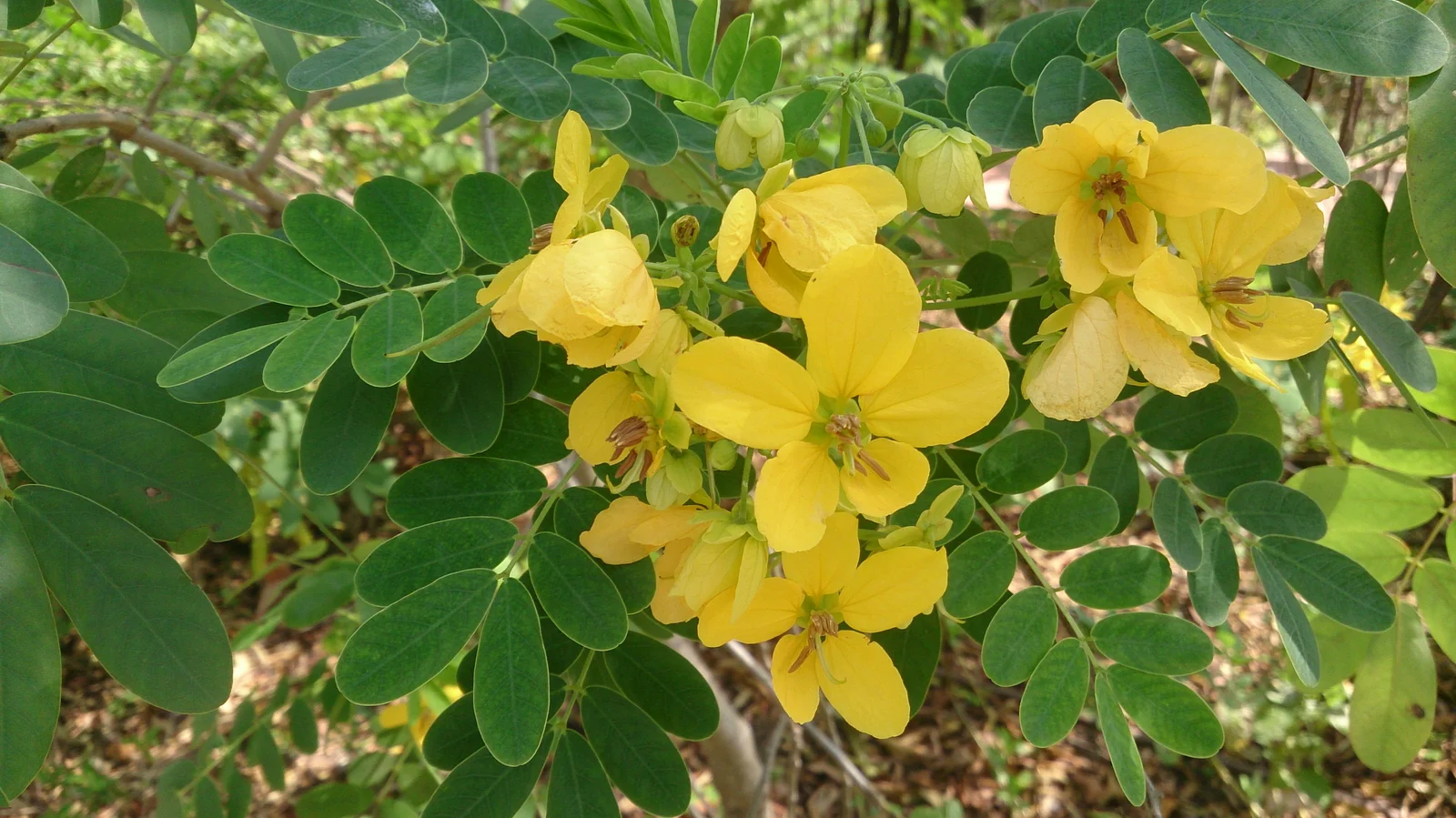 42219-42219-temp-1.webp Buy Cassia surattensis - Live Plant Online Shopping for Sale - Image 1
