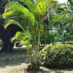 Buy Chrysalidocarpus lutescens - Live Plant Online Shopping for 
Sale