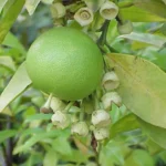 Buy Citrus maxima - Live Plant Online Shopping for Sale