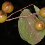 Buy Cleistanthus collinus, Toxic Gooseberry, Herbicide tree, गराड़ी, Garari, गर्राड़, Garrar, ஒடுவங்காய், Otuvankaay, Nilaippalai, Indrayava, Kaudigam, Kutaja, Nandi - Live plant online shopping for sale